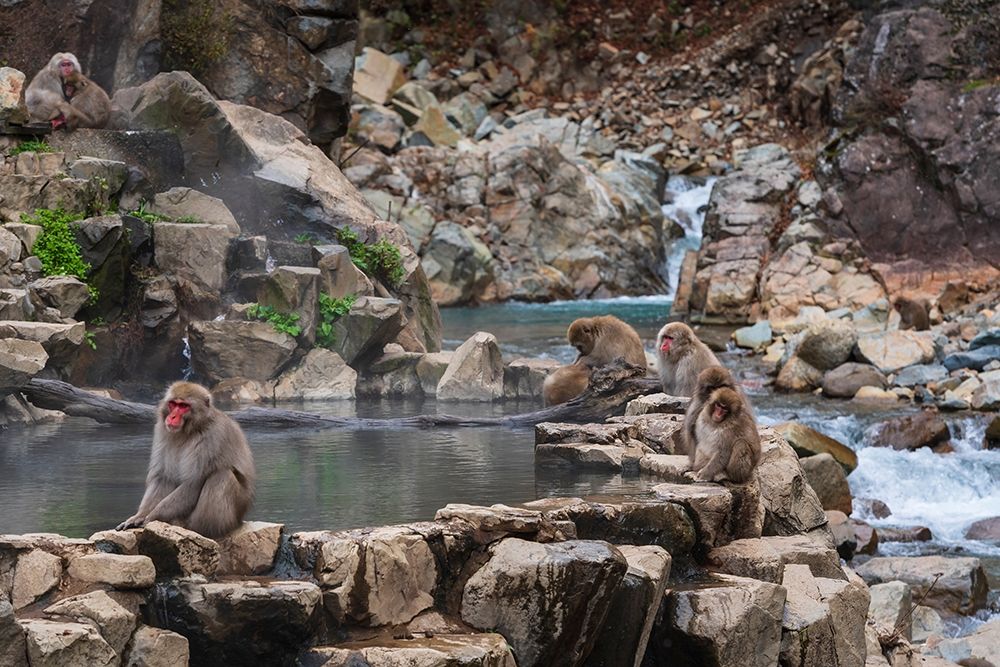 Japanese snow monkeys-macaques-sitting around the hot springs of Jigokudani Park